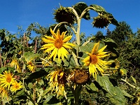 Sonnenblume (2012)